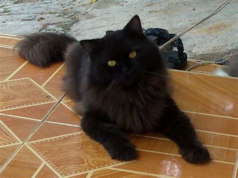 Maybe you would like to learn more about one of these? Kucing Persia & Anggora Di jual di Lampung: Kucing Persia ...