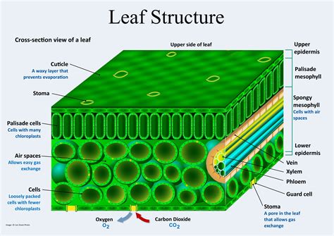 Plant Structure And Function In 2020 Leaf Structure Flower Structure