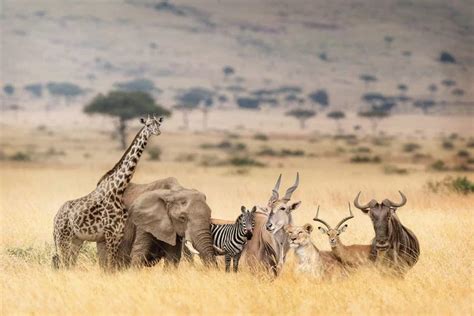 African Safari Animals In Dreamy Ke Canvas Art Print Susan Schmitz