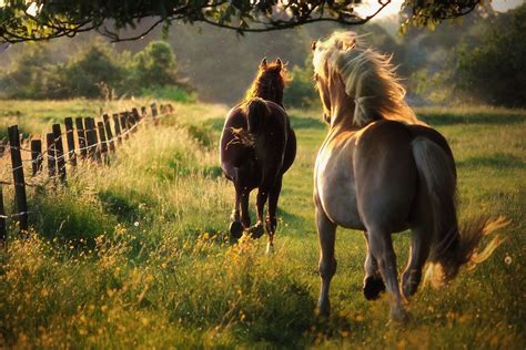 Freedom Summer Horse Nature Phone Wallpapers