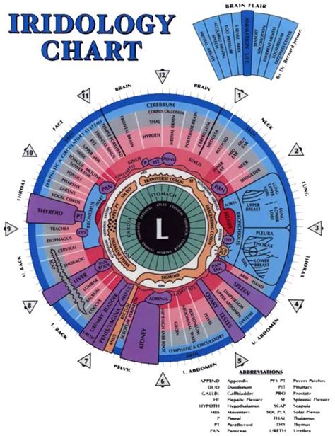 The Best Sclerology Chart Free For Iridology Chart Iriscope