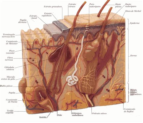 Sistema Tegumentar Pele Ou Cútis órgãos Anexos Aparelho Tegumentar