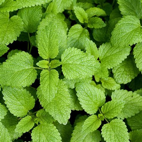 Lemon Balm Seeds Melissa Officinalis Bee Balms Honey Plant Mint