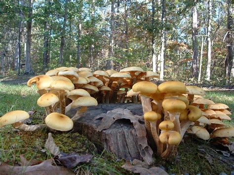 Mushrooms On A Stump Free Photo Download Freeimages
