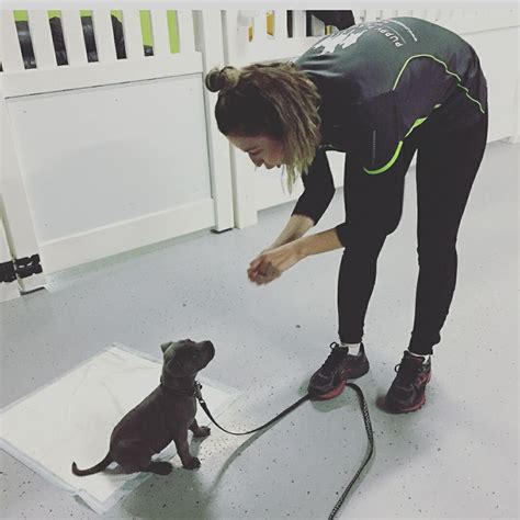 All training is done using positive reinforcement methods. Puppy School Dog Training Sydney - Puppy Preschool in Sydney