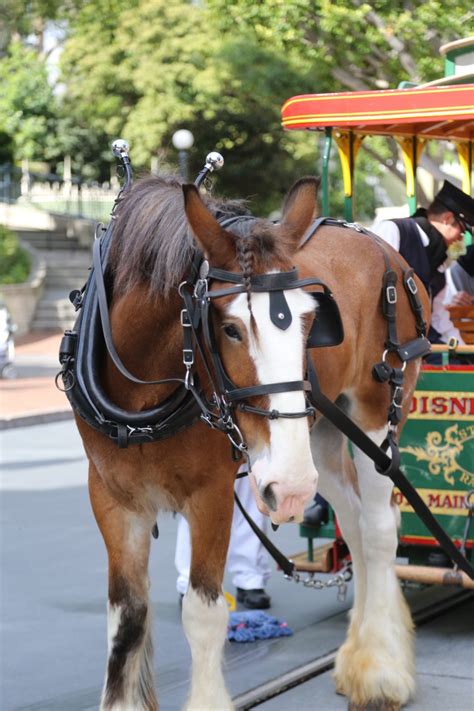 Horses At Disneyland Fun Facts For Kids