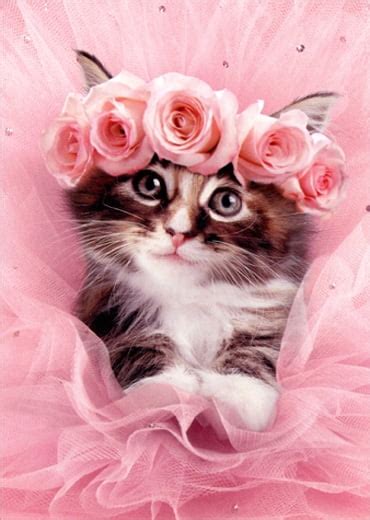 Valentine Kittens Would You Ever Give Someone A Cat For Valentine S Day Catster More Than