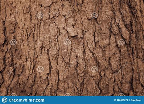 Close Up Of Old Brown Tree Barkbackground Texture Stock Image Image