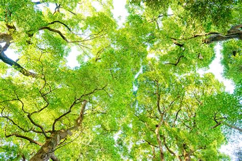 Trees Forests Stock Photo Download Image Now Camphor Tree