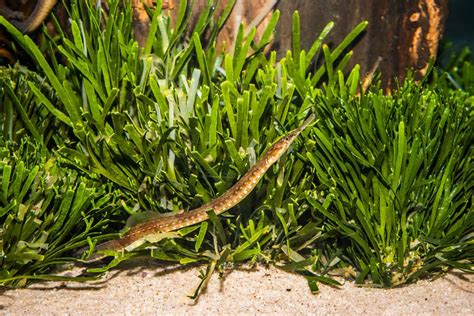 Pipefish A Complete Care Guide For This Species