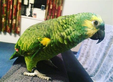 Parrots And Exotic Birds For Sale Tame And Talking Male
