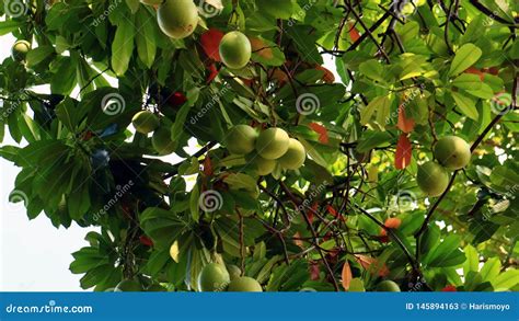 Bintaro Fruit Stock Image Image Of Mango Outdoor Monas 145894163