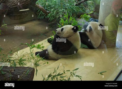 Giant Panda Bear Ailuropoda Melanoleuca Cub Fu Bao Left And His