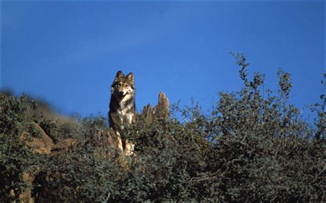 Mexican Grey Wolf Habitat