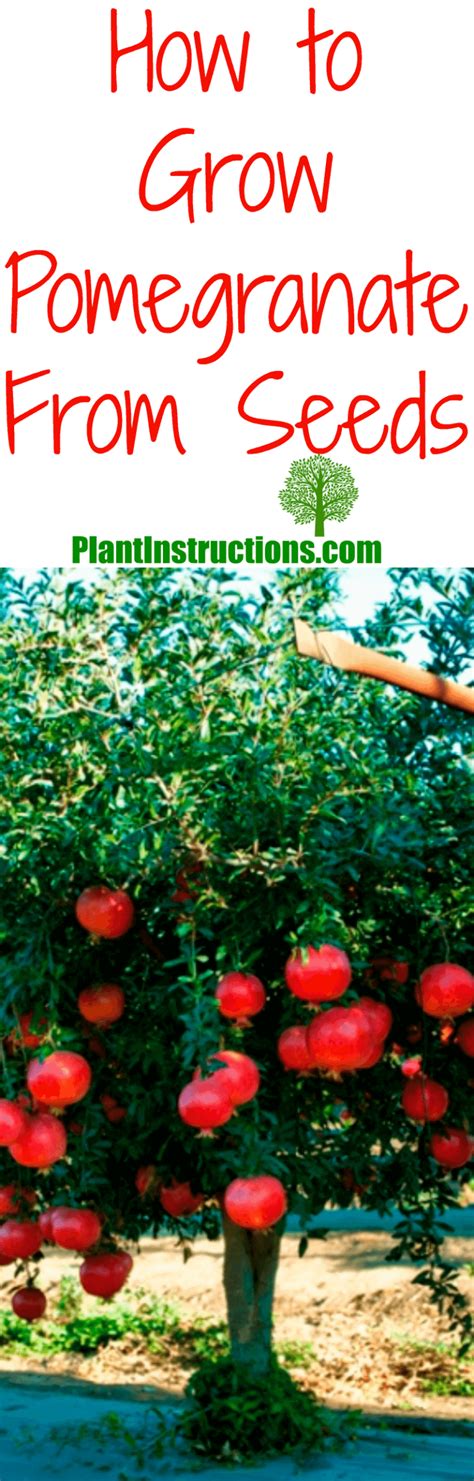 How To Grow Pomegranate From Seed Plant Instructions