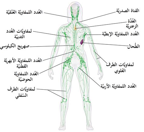 ما هي العقد اللمفاوية واين توجد في جسم الانسان وماهي وظيفتها