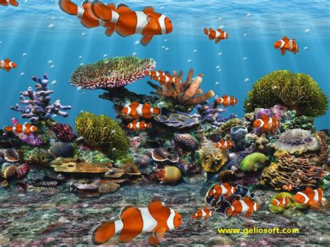 Sea Life Sea Life Wallpaper 32310787 Fanpop