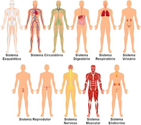 Sistemas Do Corpo Humano Sistemas Do Corpo Humano Sistema Do Corpo