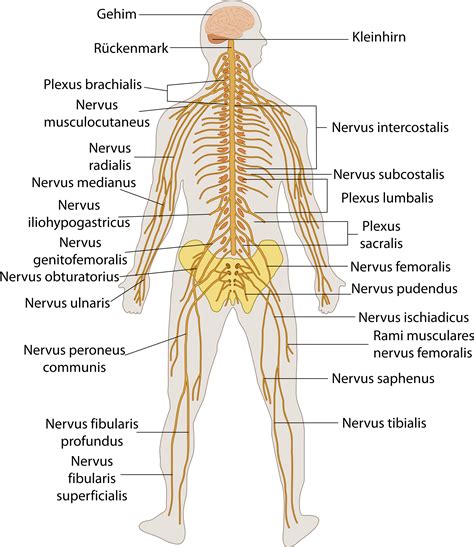 Download File Te Nervous System Human Nervous System Diagram Labeled Png Image With No
