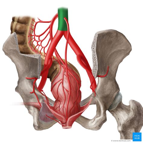 Aorta Anatomy Branches Supply Kenhub