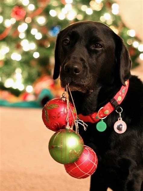 19 Christmas Cards Ideas For Your Pets Christmas Pet Photos Photos