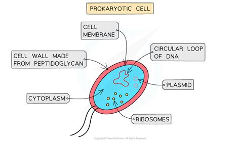 1 1 1 Eukaryotes Prokaryotes AQA GCSE Biology Revision Notes 2018