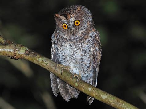 Luzon Scops Owl Ebird