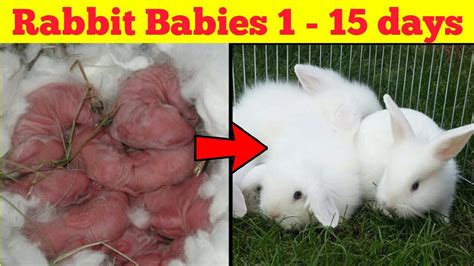 How To Care For Baby Bunnies Just Born Care Workers Vaccine