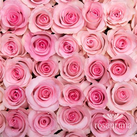 Christa By Rosaprima Standard Roses Light Pink Rose Passion Roses