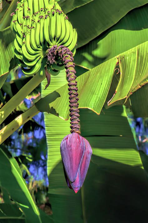 Banana Flower Photograph By Matthew Lerman Pixels