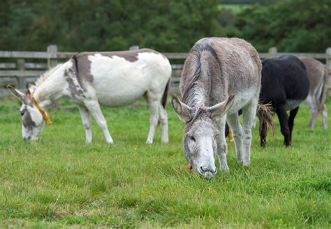 News A Novel Approach To Internal Parasite Control In Donkeys The