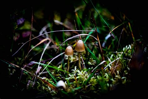 Magic Mushrooms ‘paradigm Shift In Mental Health Treatment