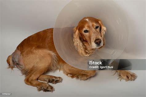 Surgery To Remove Hernias In Dogs Spaniels After Surgery Stock Photo
