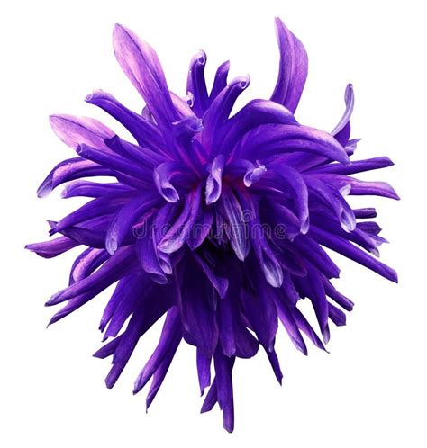 Purple Dahlia Flower On White Isolated Background With Clipping Path No