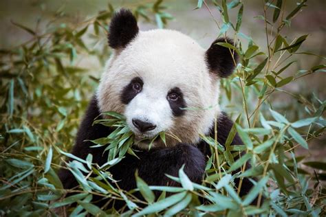 5 Panda Facts You Definitely Didnt Know Panda Facts