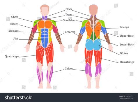 Human Muscular System Medical Poster Man Stock Vector Royalty Free