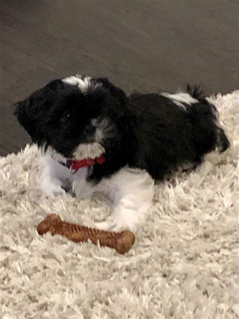 My goal has been to breed for myself to aquire show prospects and have a few beauties to share with pet buyers. Shih Tzu Puppies For Sale | Colorado Springs, CO #331548