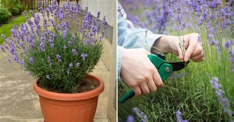 From Cuttings To Blooms How To Propagate Lavender With Ease Garden Beds