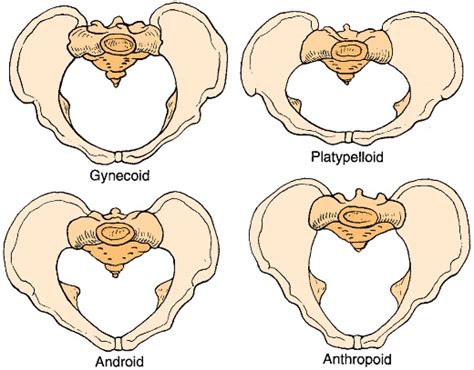 female pelvic bone structure