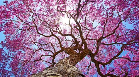 Pink Tree 4k Hd Nature 4k Wallpapers Images Backgrounds Photos And