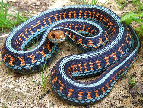 Cal Red Side Garter Snake Thamnophis Sirtalis Infernalis A Photo On