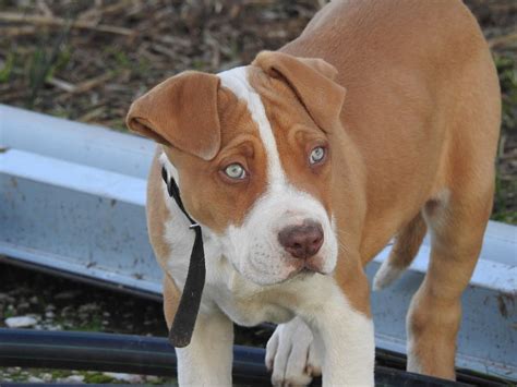 Sometimes it is a genetic trait that will cause certain breeds of dogs to have blue eyes. Dog Breeds with Blue Eyes - 14 Beautiful Photos