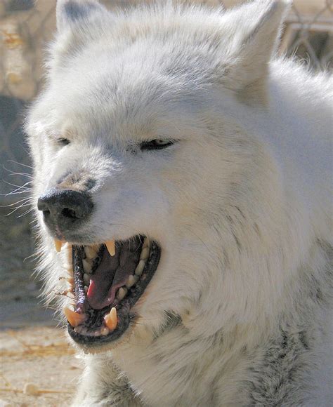 Snarling Alpha Male Wolf Photograph By Clarence Alford