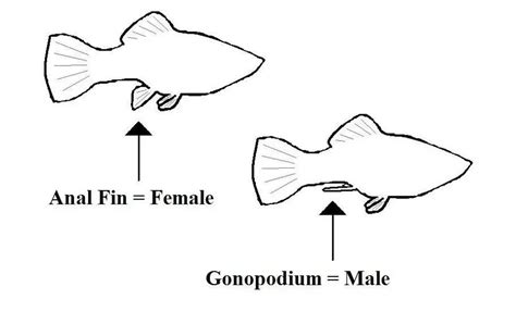 How To Identify The Sex Of A Fish 5 Identification Methods
