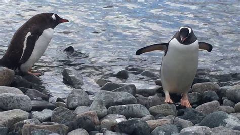 Penguins are some of the most recognizable and beloved birds in the world and even have their own holiday: Gentoo penguins swimming, Cuverville Island, Antarctica ...