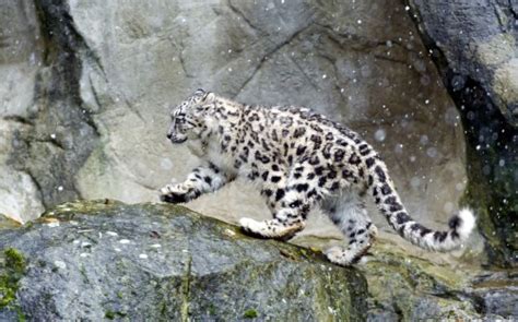 Snow Leopard Wallpaperterrestrial Animalmammalvertebratesnow