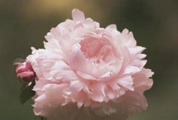Prepare a nursery bed area somewhere in your garden area. How to Grow Tree Peonies From a Seed | Home Guides | SF Gate