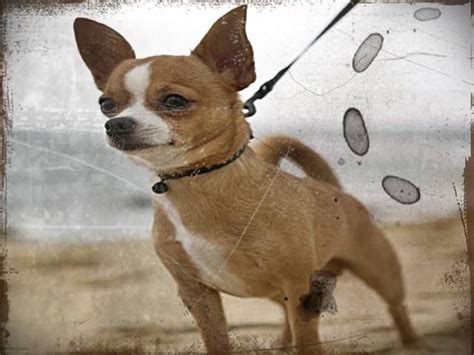 Some of the color puppies are 1/2 cardigan welsh corgi and 1/2 pembroke welsh corgi. Chihuahua Puppies For Sale In West Virginia | Chihuahua ...