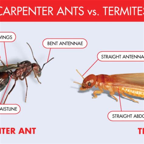 carpenter-ant-vs-termite - Ed Lavery & Sons Pest Control LLC