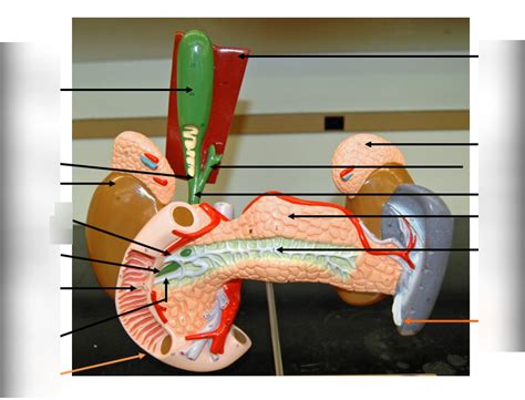 Model Of Liver Pancreas Duodenum 2 Diagram Quizlet